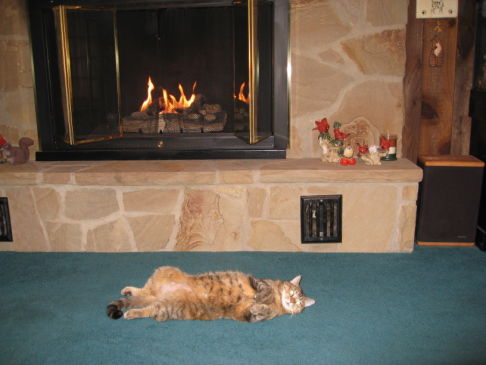 Picture of a cat / kitten / feline