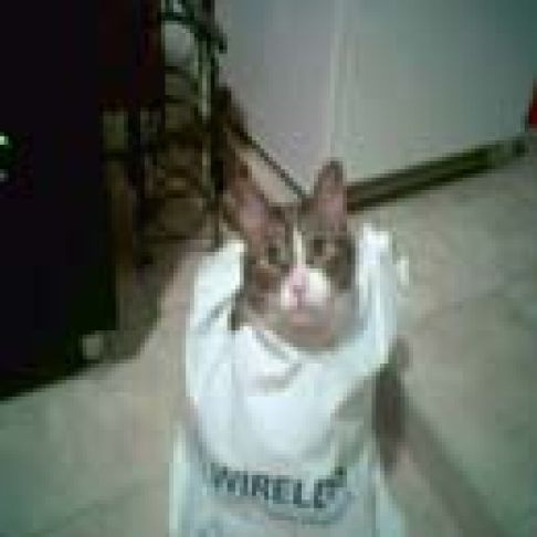 Picture of a cat / kitten / feline