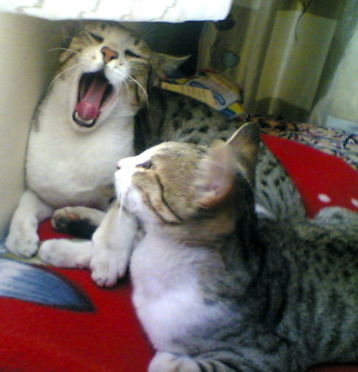 Picture of a cat / kitten / feline