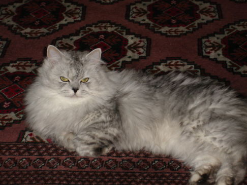 Picture of a cat / kitten / feline