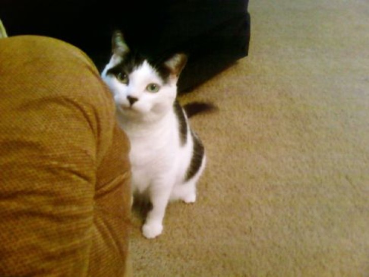 Picture of a cat / kitten / feline