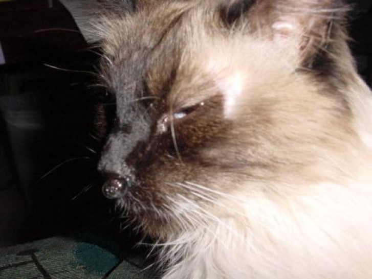 Picture of a cat / kitten / feline