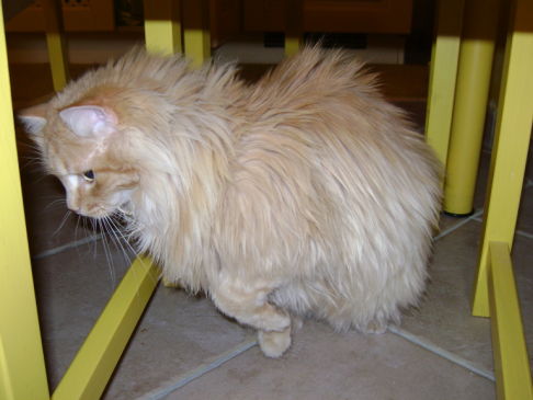 Picture of a cat / kitten / feline