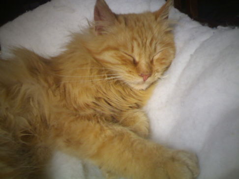 Picture of a cat / kitten / feline