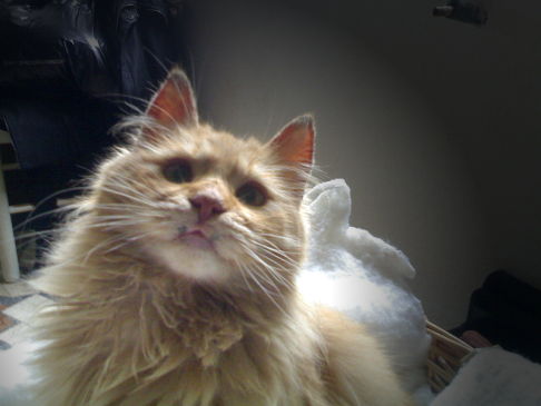 Picture of a cat / kitten / feline