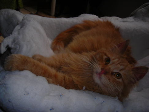 Picture of a cat / kitten / feline