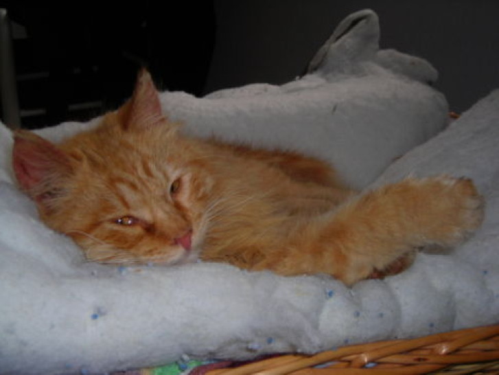 Picture of a cat / kitten / feline