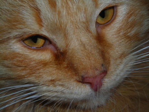 Picture of a cat / kitten / feline