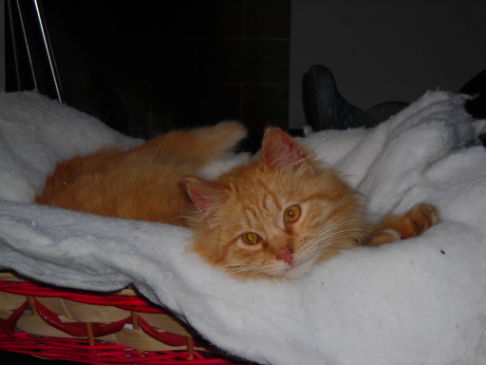 Picture of a cat / kitten / feline