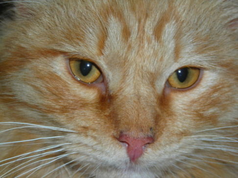 Picture of a cat / kitten / feline