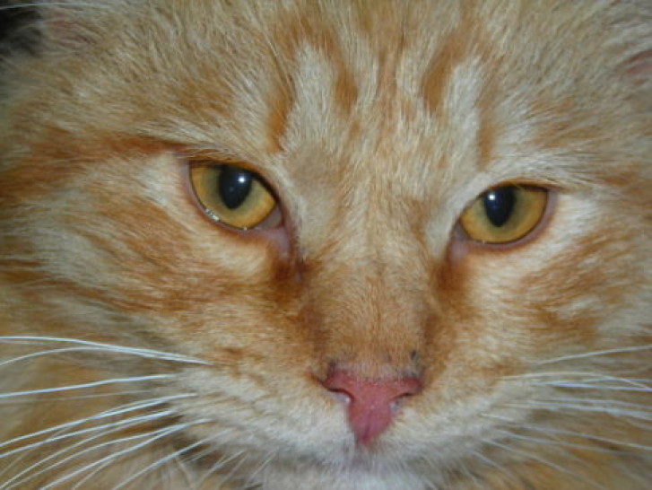 Picture of a cat / kitten / feline