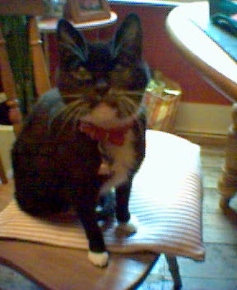 Picture of a cat / kitten / feline