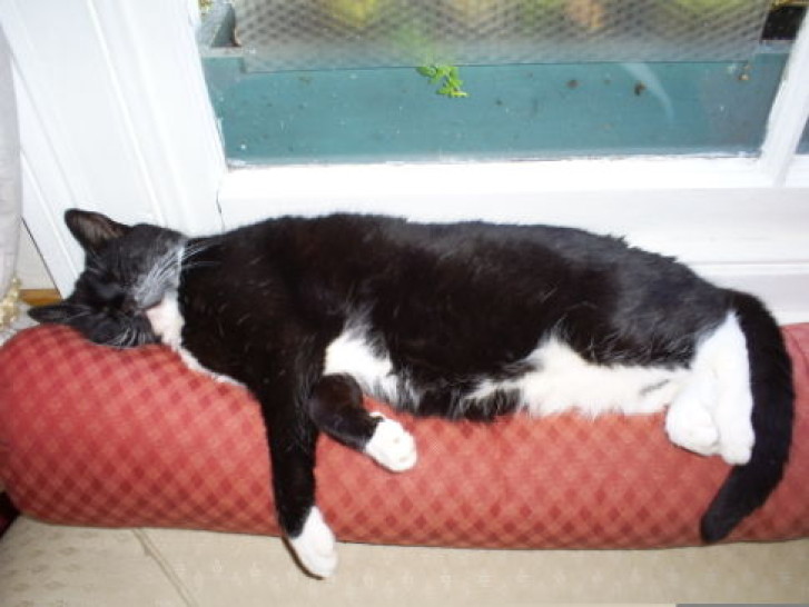 Picture of a cat / kitten / feline