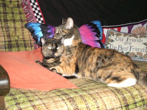 Picture of a cat / kitten / feline