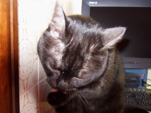 Picture of a cat / kitten / feline