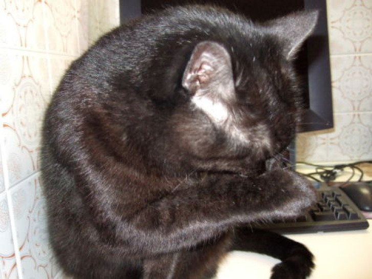 Picture of a cat / kitten / feline