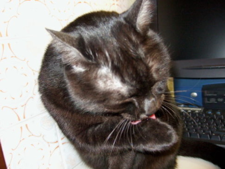 Picture of a cat / kitten / feline