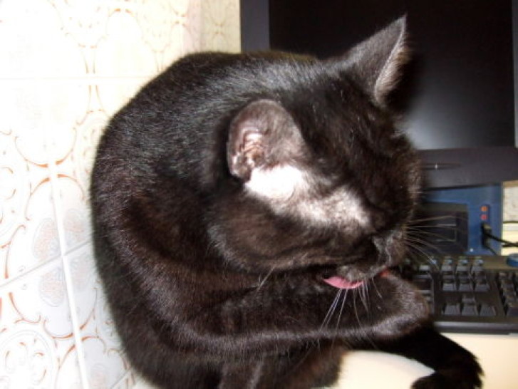 Picture of a cat / kitten / feline