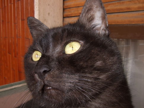 Picture of a cat / kitten / feline