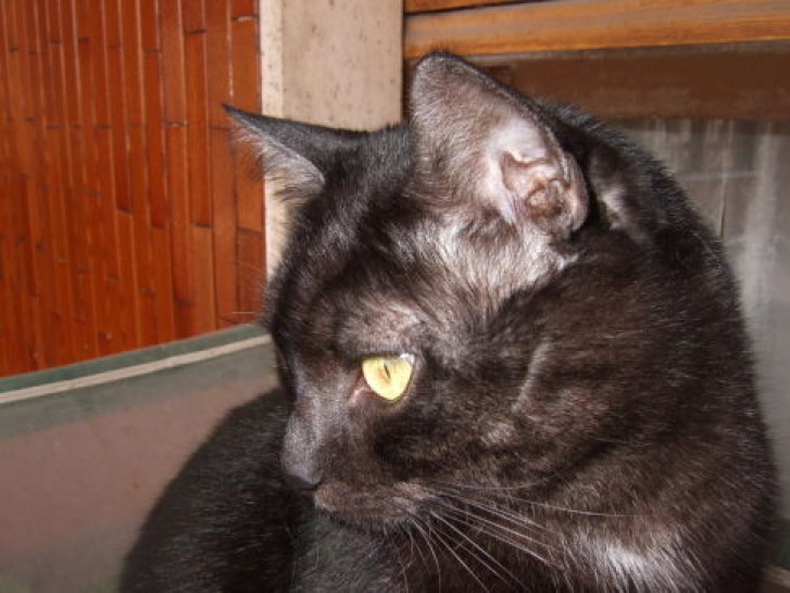 Picture of a cat / kitten / feline