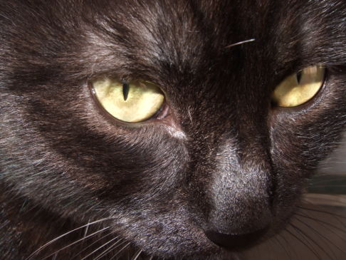 Picture of a cat / kitten / feline