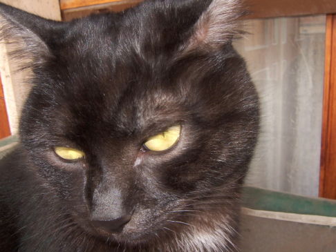 Picture of a cat / kitten / feline