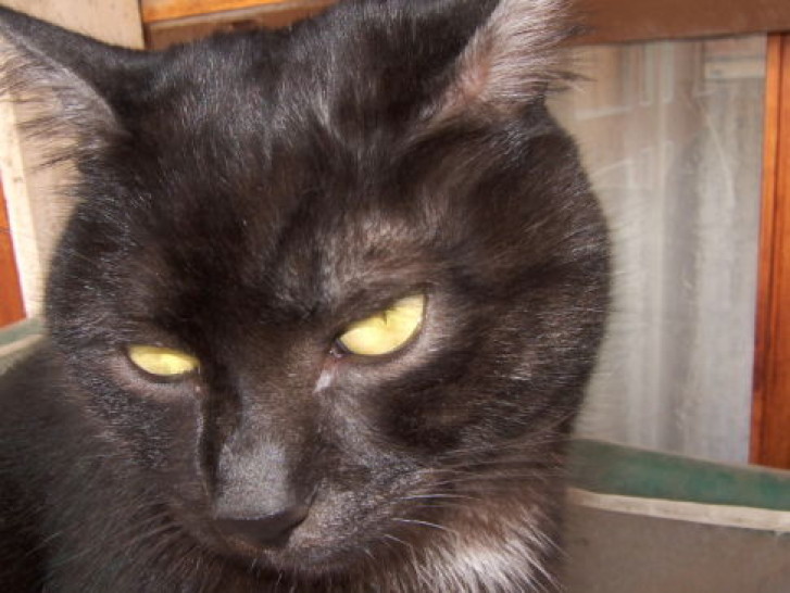 Picture of a cat / kitten / feline