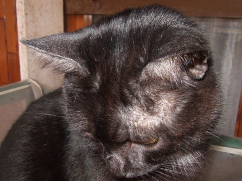 Picture of a cat / kitten / feline