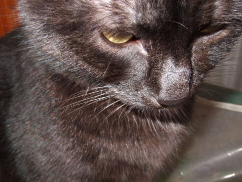 Picture of a cat / kitten / feline