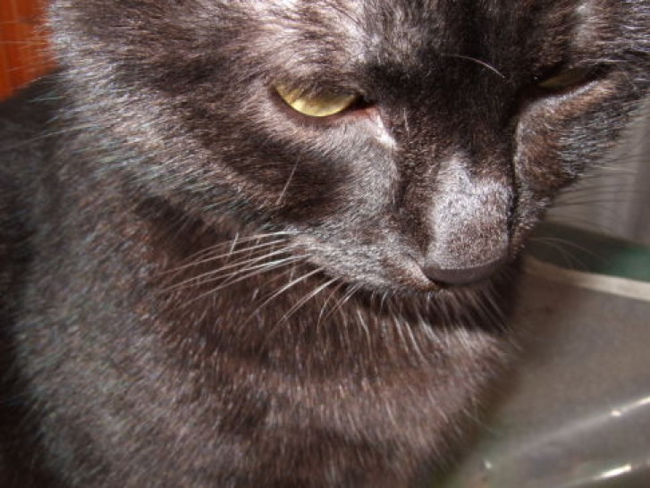 Picture of a cat / kitten / feline