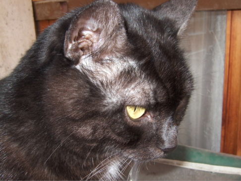 Picture of a cat / kitten / feline