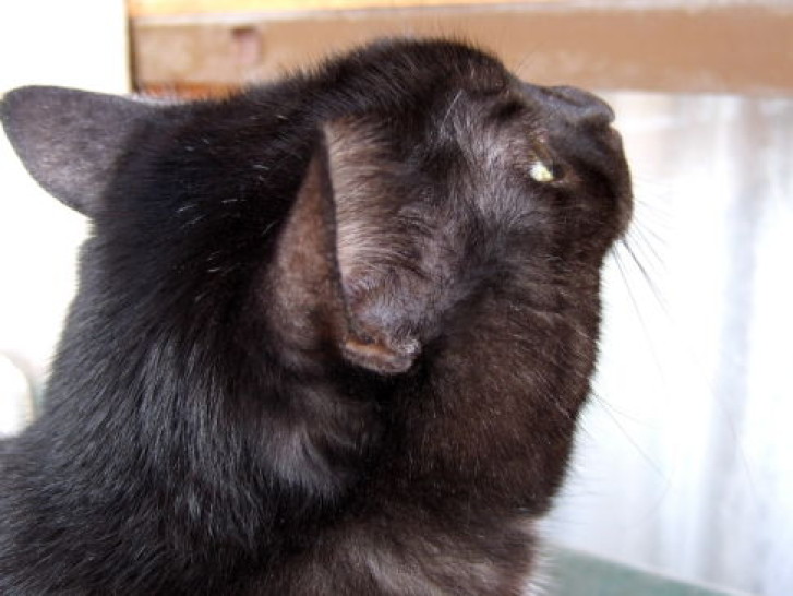 Picture of a cat / kitten / feline