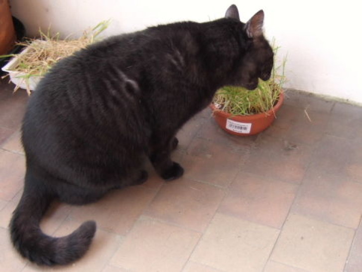 Picture of a cat / kitten / feline