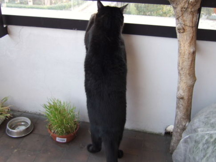 Picture of a cat / kitten / feline