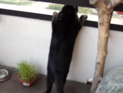 Picture of a cat / kitten / feline