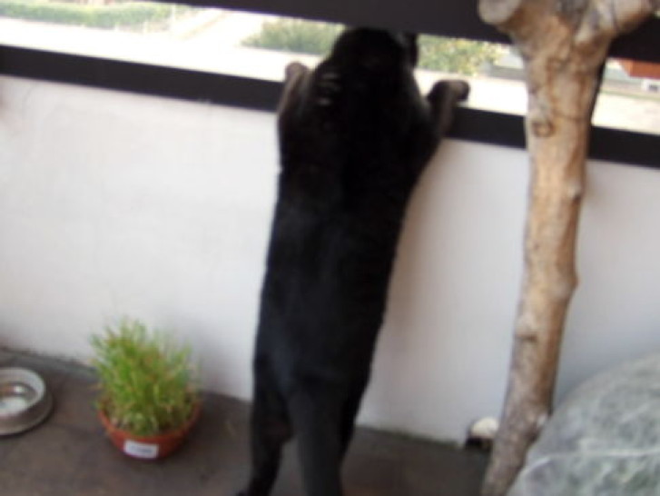 Picture of a cat / kitten / feline