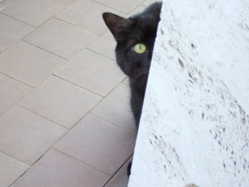 Picture of a cat / kitten / feline