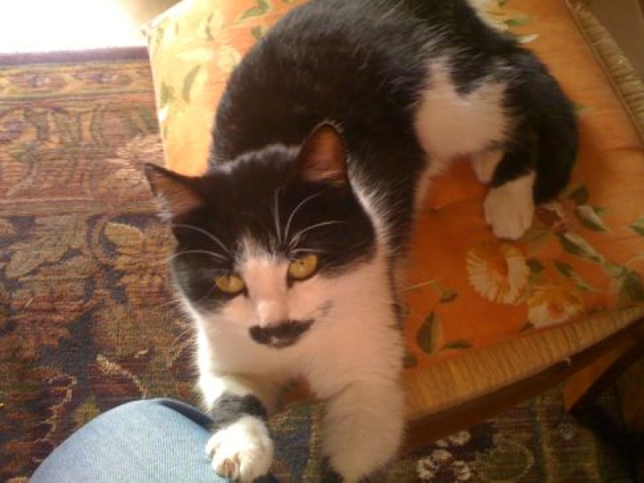 Picture of a cat / kitten / feline