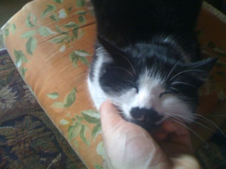 Picture of a cat / kitten / feline