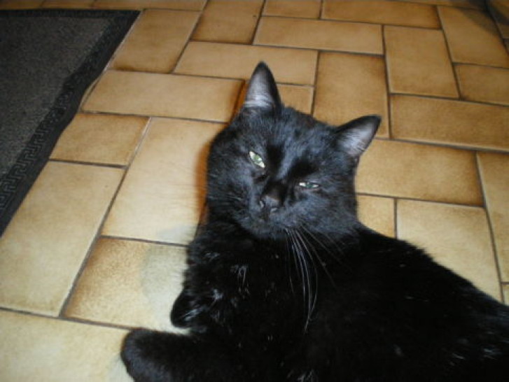 Picture of a cat / kitten / feline