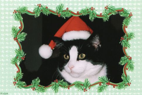 Picture of a cat / kitten / feline