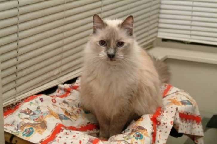 Picture of a cat / kitten / feline