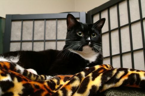 Picture of a cat / kitten / feline