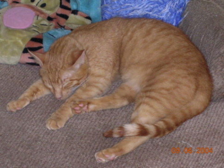 Picture of a cat / kitten / feline