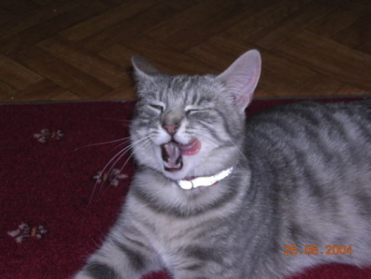 Picture of a cat / kitten / feline