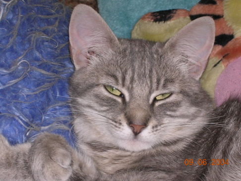 Picture of a cat / kitten / feline