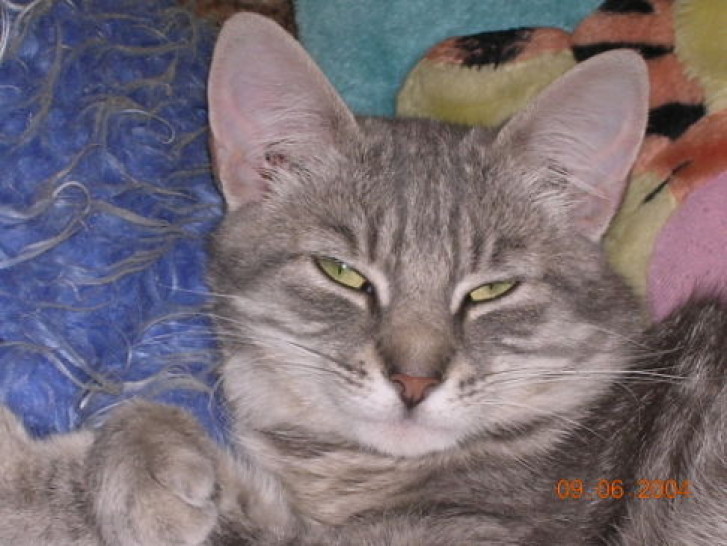 Picture of a cat / kitten / feline