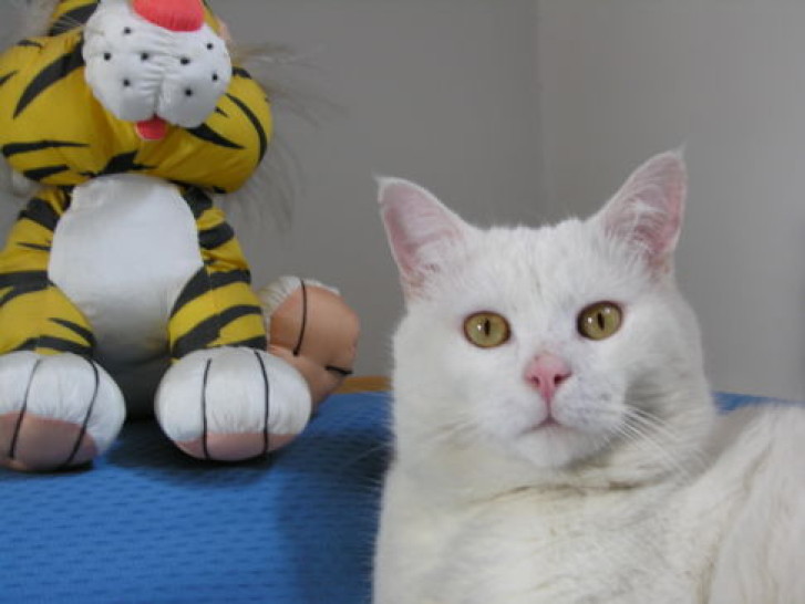 Picture of a cat / kitten / feline