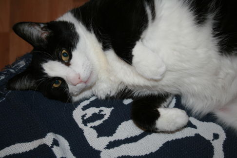 Picture of a cat / kitten / feline