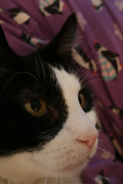 Picture of a cat / kitten / feline